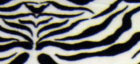 Mink Blankets